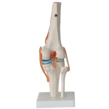 1:1 Анатомия коленного сустава человека в натуральную величину Модель медицинских наук Учебные ресурсы Модель Дропшиппинг