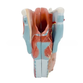 Анатомическая модель гортани Съемная модель анатомии горла человека 2x увеличенная модель анатомии горла Учебный реквизит для студента 0
