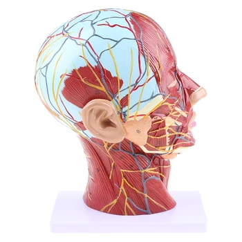 Анатомическая половина человека для анатомии головы и лица Медицинская средняя секция шеи St