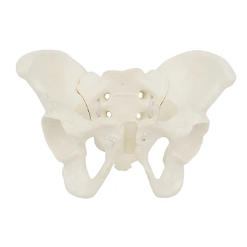 Гибкая модель женского таза на эластичной модели тазового скелета в натуральную величину, анатомическая медицинская модель для научного образования