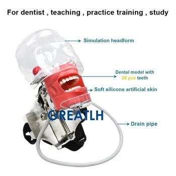 Модель головки стоматологического фантомного симулятора Модель тренировки зубов для стоматологического кресла Держатель из нержавеющей стали Модель стоматологической практики 1