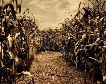 На открытом воздухе Ужас Страшный Хэллоуин Кукурузное поле Кукурузный стебель Кукурузный стебель Фон для фотографий Компьютерная печать детские детские фоны