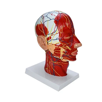 Нейроваскулярная модель головы человека с мышечной нейроваскулярной анатомической анатомической моделью головы для дропшиппинга медицинской анатомии