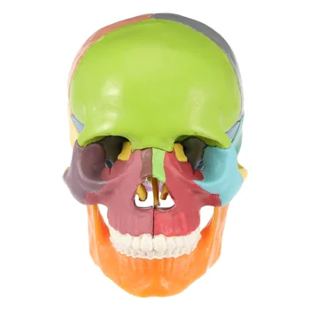 Смоделированная голова Медицинская модель Цветной красочный декор Статуя Орнамент Анатомический рабочий стол