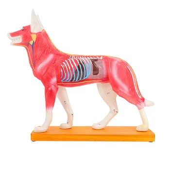Собачья модель акупунктуры для собак Инструмент для обучения медицинской анатомии Лабораторные принадлежности